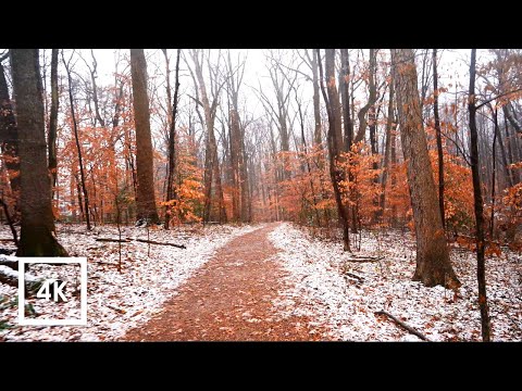Walking in Light Rainfall in the Forest | Binaural Winter Rain Sounds 4k