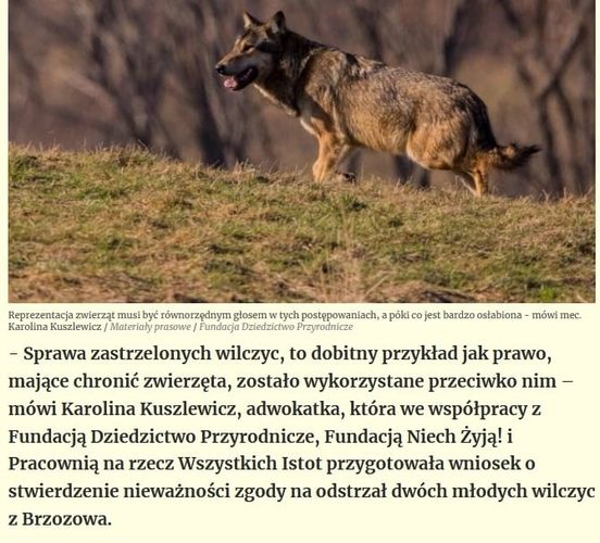 Generalna Dyrekcja Ochrony Środowiska wydaje ustną zgodę na odstrzał wilków, któ