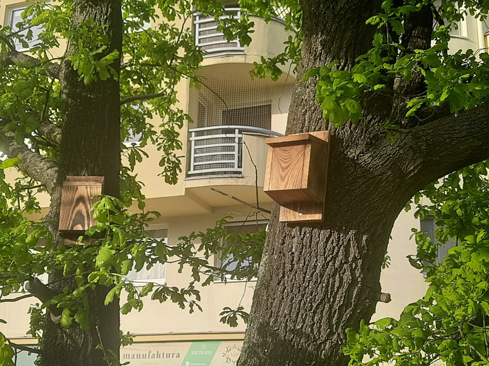 Na Kozanowie we Wrocławiu ktoś powiesił dwie budki dla nietoperzy. Bardzo chwale