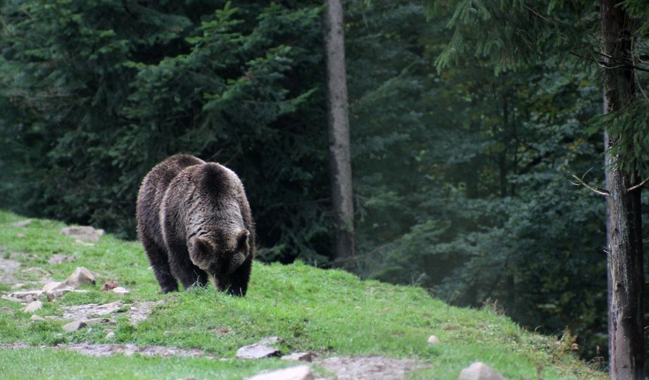 Kryzys na rynku polowań na niedźwiedzie. Polacy w czołówce polujących. Wojna wst